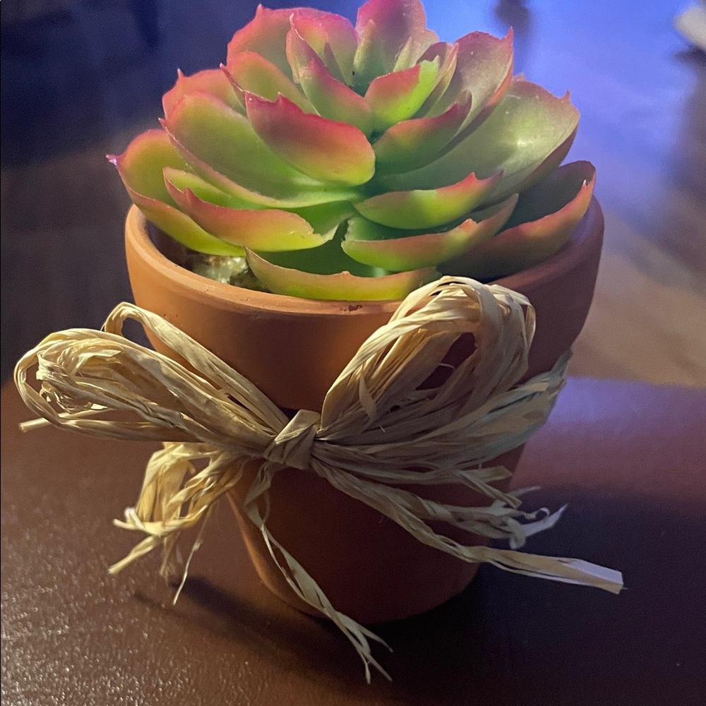Green and Pink Succulent in Terracotta Pot